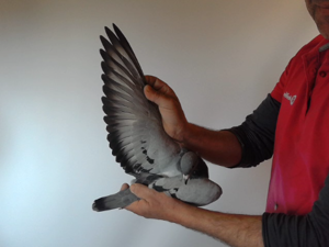 Pigeon image