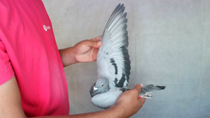 Pigeon image