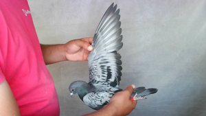 Pigeon image