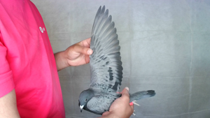 Pigeon image