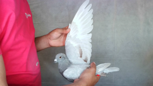 Pigeon image