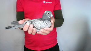 Pigeon image