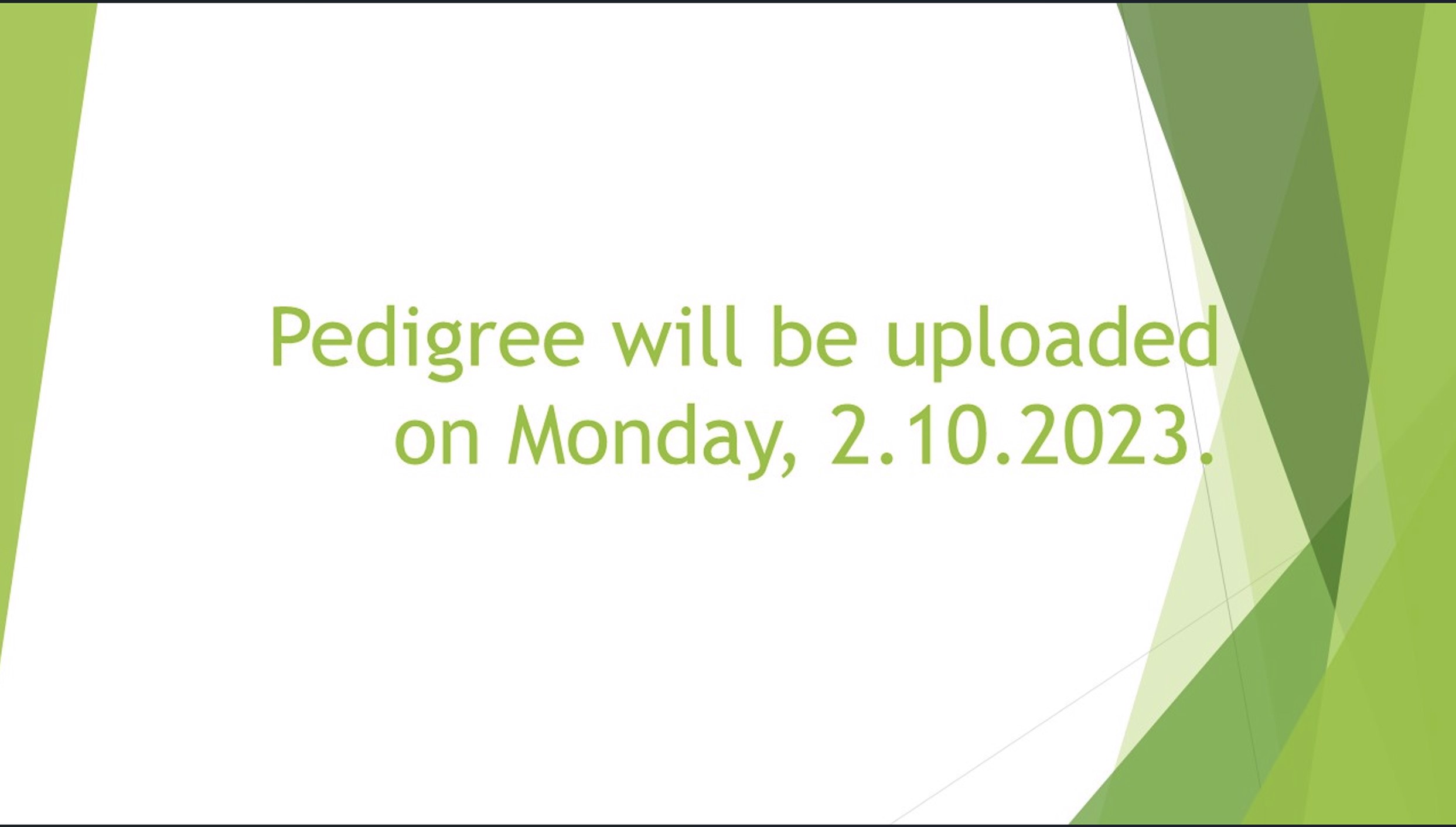 Pigeon pedigree image