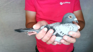 Pigeon image