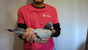 Pigeon image