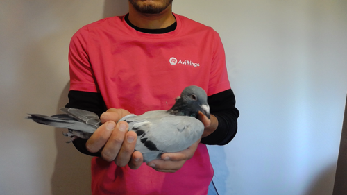 Pigeon image