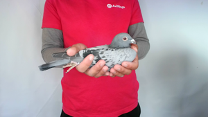 Pigeon image