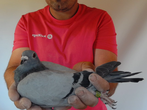 Pigeon image