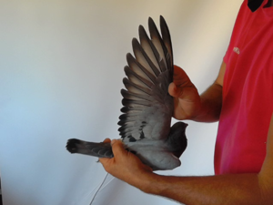 Pigeon image