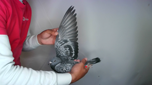 Pigeon image