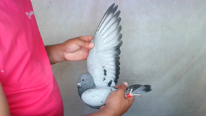 Pigeon image
