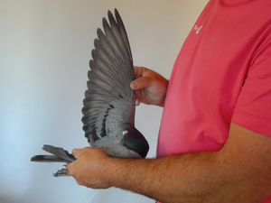 Pigeon image