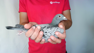 Pigeon image