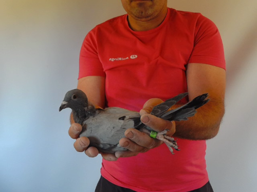 Pigeon image