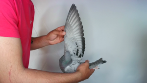 Pigeon image