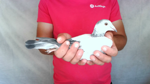 Pigeon image