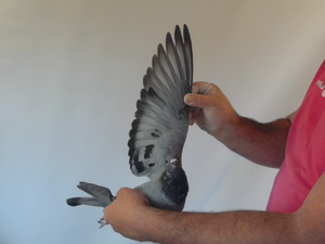 Pigeon image