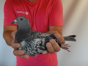 Pigeon image