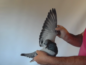 Pigeon image