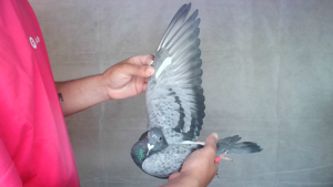Pigeon image