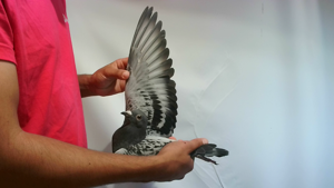 Pigeon image