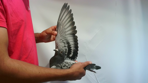 Pigeon image