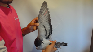 Pigeon image