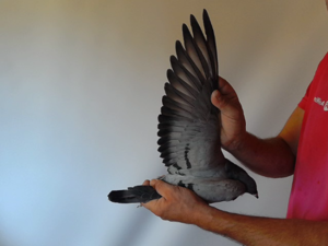 Pigeon image