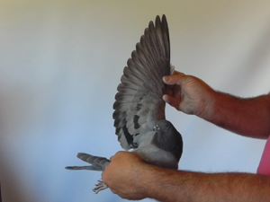 Pigeon image