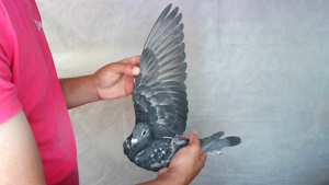 Pigeon image