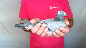 Pigeon image