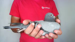 Pigeon image