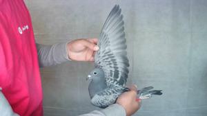 Pigeon image