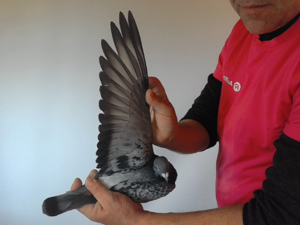 Pigeon image