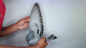 Pigeon image