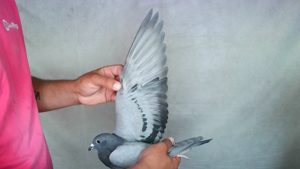 Pigeon image
