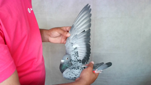 Pigeon image