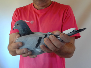 Pigeon image