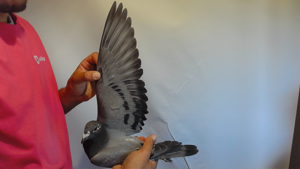 Pigeon image