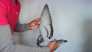 Pigeon image