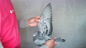 Pigeon image