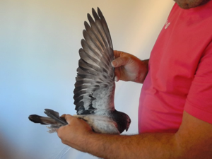 Pigeon image