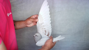Pigeon image