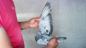 Pigeon image
