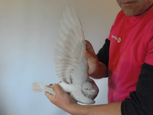 Pigeon image