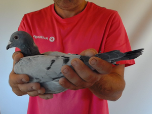 Pigeon image