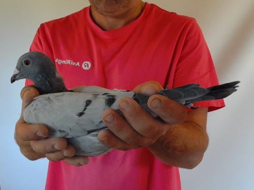 Pigeon image