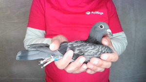 Pigeon image