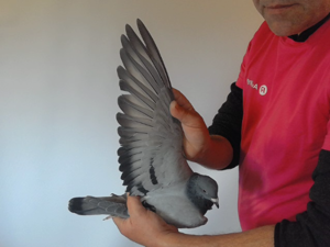 Pigeon image