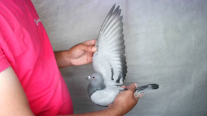 Pigeon image